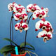 Live Plants ( Orchids)
